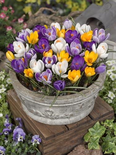 Lot de 20 bulbes de fleurs crocus miel pour abeilles et insectes