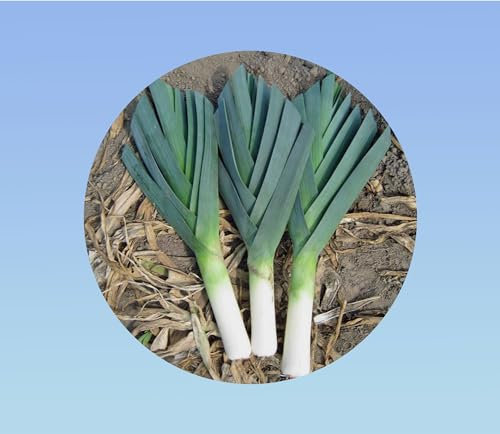 600 graines de Poireau Géant hiver - robuste - Variété Rustique et Très Productive pour Récoltes d'Hiver