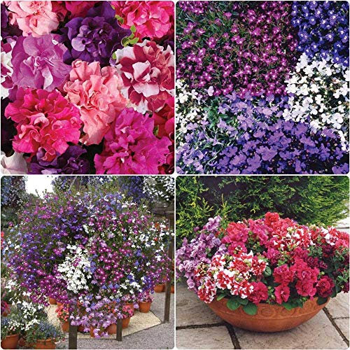 Growtanical 24 x Petunia Double Duo + 24 x Lobelia String of Pearls Plug Plants