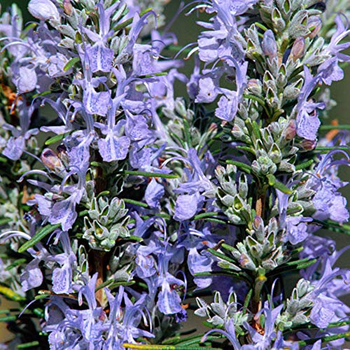 Rosmarinus Whitewater Silver Rosemary Aromatic Blue Flowering Evergreen Bush (20-30cm (Incl. Pot))