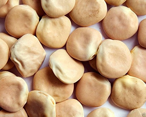 100 Seeds - Lupini Beans Seed SWEET LUPINI (Lupinus albus) Grow Italian National Snack!