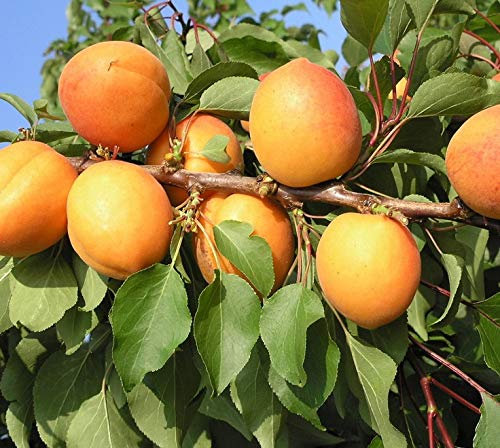 Compacta Ⓡ, kleinbleibender Aprikosenbaum, Prunus armeniaca, Liefergröße 100-120cm im 5L-Topf