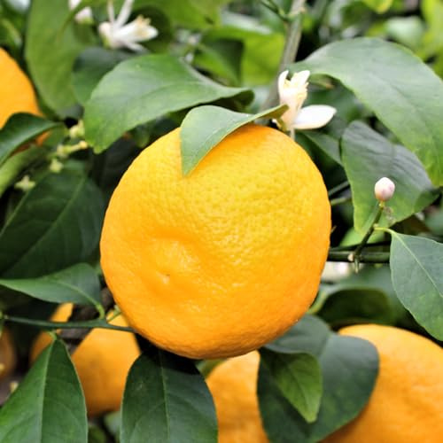 Garten-Schlüter® Volkamer Zitrone - im 5 Liter Topf 40 – 60 cm - Citrus volkameriana - mediterrane Zitruspflanze mit aromatischen Früchten - hitzeresistent - duftend