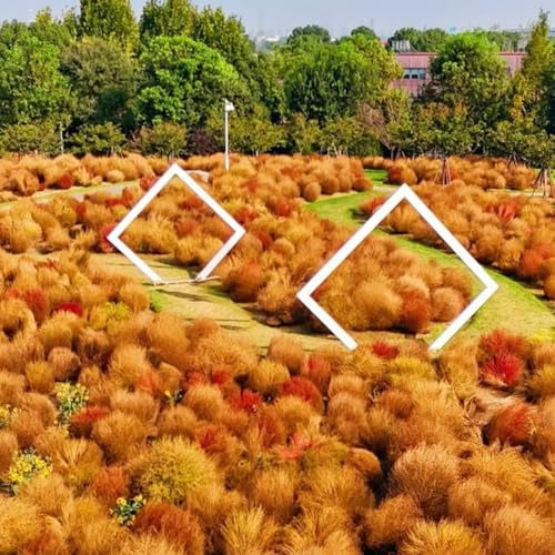 semi di kochia scoparia - cipresso estivo - soggiorno da balcone perenni resistenti all'esterno 600pcs