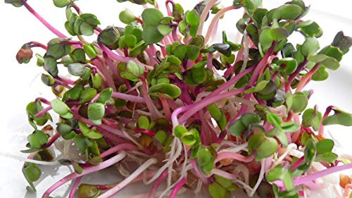 BIO Keimsprossen Radies Red Rubin Samen für die Sprossenanzucht Sprossen Microgreen Mikrogrün (250 g)