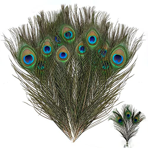Künstliche Pfauenfedern Deko 15 Stück Pfau Federn Künstliche Schwanzfedern | Bastelfeder Natürliche Pfauenfedern Pfau-Augen Federn zum Basteln 25-30 cm Feder für Hut Maske Dekorationen DIY Handwerk