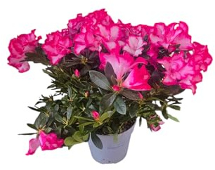 Azalea Natural en Maceta Arbusto Vivo con Floración Elegante