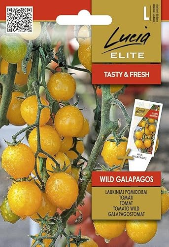 Lucia Elite | Tomate sauvage - GALAPAGOS Graines de légumes | Mini-tomates oranges aromatiques et productives | Pour balcon et jardin | Graines de tomates | 1 sachet