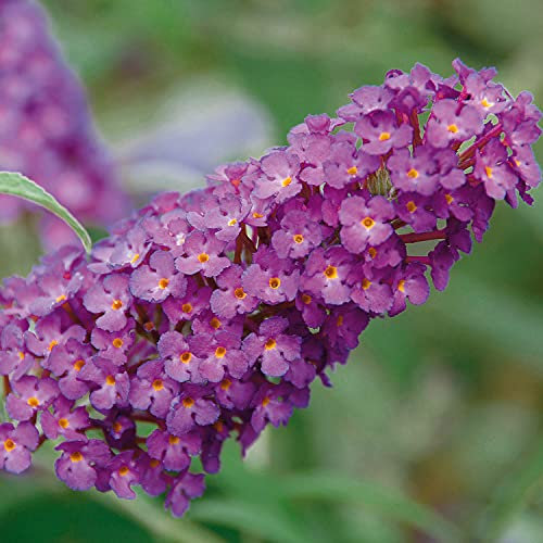Zwerg-Schmetterlingsflieder BUZZ Pink Purple - Zwerg-Sommerflieder (Buddleja) Pflanze in tief rosa halbschattig und winterhart - Flieder-Strauch von Garten Schlüter