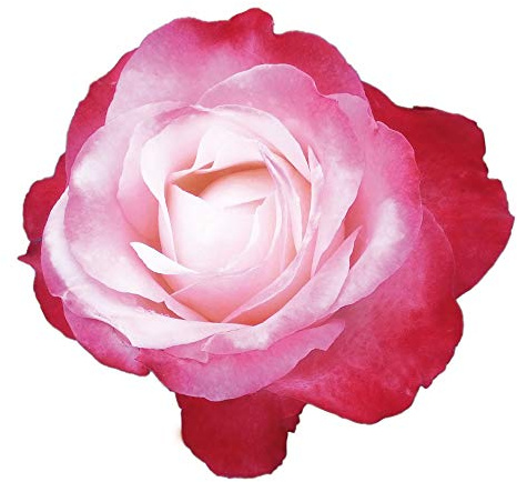 Nostalgie®, rosa viva rifiorente di Rose Barni®, rosa in vaso di effetto prestigio, con fiori grandi di colore bianco panna al centro sfumato di rosso ciliegio, cod. 71360