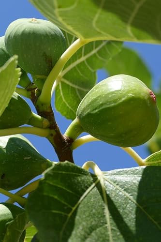 eGarden.store - Pianta vera di Fico o Fioreone o Ficus Carica diverse varietà 2 anni - Albero da frutta commestibile da coltivare in giardino o in vaso (Brogiotto Bianco)