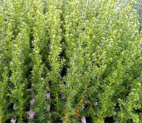 Segura Garden Ciprés Cupressus Macrocarpa, 10 Plantas, 25-35 cm. Aroma limon