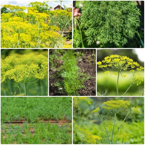 Semillas de eneldo orgánico, Anethum graveolens - resistentes semillas de silvestres Semillas de variedades antiguas jardín de raras 800pcs