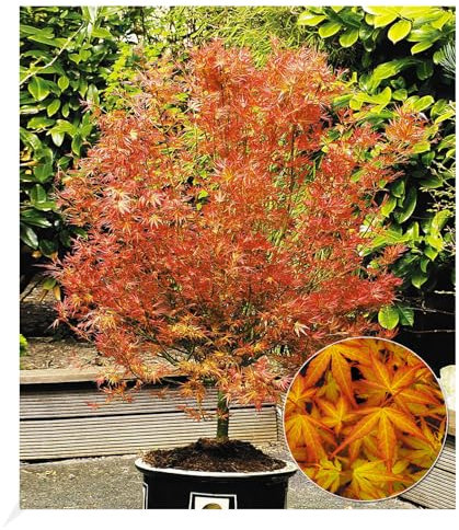 BALDUR Garten Japanischer Ahorn 'Katsura',1 Pflanze, niedrig bleibende Ahorn-Rarität, spektakulärer Orange-Ton im Frühjahr, winterhart & mehrjährig, pflegeleicht