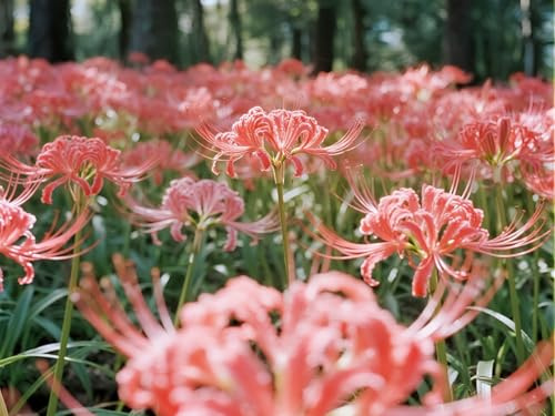 [Vnuhgzs] Lirios resistentes a la sequía - Decoración de jardín de bajo mantenimiento - Crea un mar de lirios araña rojos-10 bulbos-J