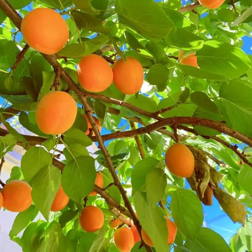 Semillas de albaricoque, Prunus armeniaca, exóticas Comprar semillas de albaricoquero, Los enanos son resistentes de balcón resistentes raras 50pcs