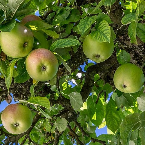 semi di melo - mela di vecchie varietà, tappezzanti, per il giardino resistenti, biologiche 500pcs