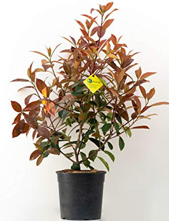 PLANTI’ PHOTINIA X FRASERI Red Robin Pianta vera da esterno, arbusto sempreverde, cespuglio ornamentale per giardini ed abbellire reti o muri perimetrali. 6 mesi di concimazione con sistema Plantì