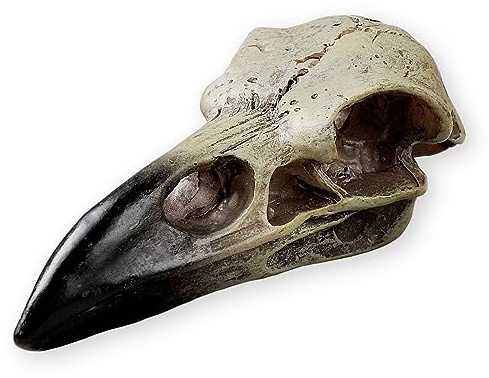 SHUS LIVE Halloween Corbeau Crâne Gothique Corbeau Décor Statue Animal Crâne, Faux os Décor Crow Collier Collier Tête Bijoux Pendentif, Oiseau Squelette Masque Couronne, Cadeau de Sorcière pour Hommes