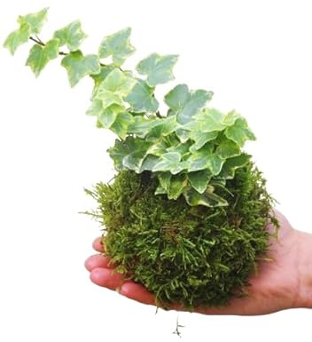 DECOALIVE |Hiedra |Kokedama Bola Musgo | Hedera Helix