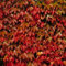 Wilder Wein Parthenocissus tricuspidata Veitchii 2 L Co.