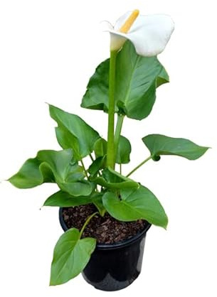 Cala Natural Planta de Exterior Resistente con Flores Elegantes