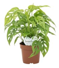 Monstera Adansonii DECOALIVE Planta Natural con Diseño Único Para Espacios Luminosos