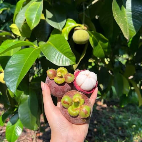 semi di mangostano, esotico da frutto comprare da frutto mangostano colonnari colonnari raro colonnare nani, resistenti vecchie varietà balcone semi 20pcs