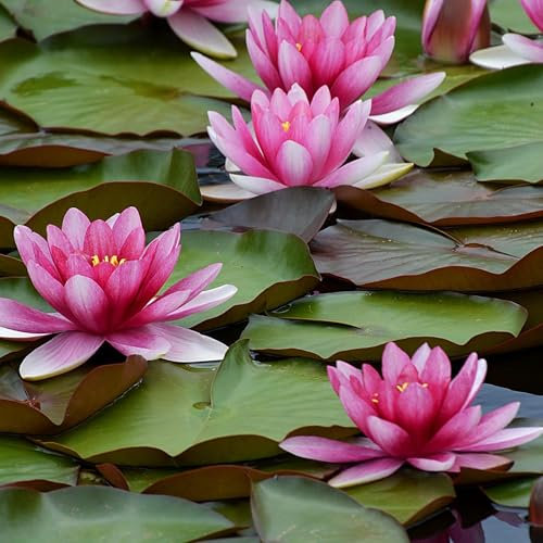 Nénuphar aquatique vivant | Nénuphar pré-cultivé, pré-enraciné, rustique pour votre étang ou terrasse | Drop-N-Grow Convenience – Rouge