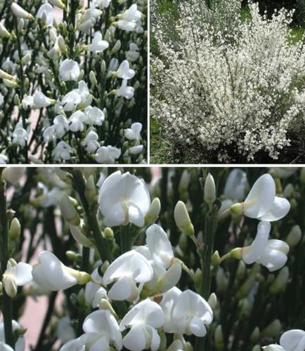 Broom Seeds | Spanish White Broom | Cytisus Multiflorus | 30+ Seeds