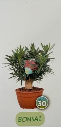 Nerium Oleander, Pianta oleandro, bonsai colori misti casuali rosa, bianco,rosso, pPiante da siepe,Piante da esterno diametro vaso 8 litri altezza pianta 30 cm.