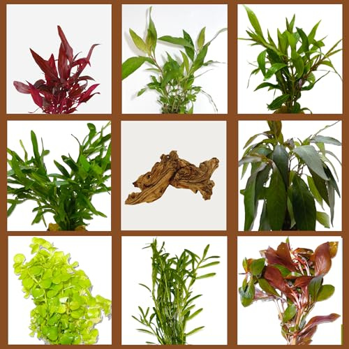 WASSERPFLANZEN WOLFF - Wurzel- Mopani-Wurzel und 5 Arten schnellwachsender Aquarienpflanzen | BUNTES Algenkiller-Set, Anti-Algen Wasserpflanzen Sortiment, Pflanzen für Algen-Prophylaxe