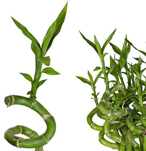 5x Lucky Bamboo Glücksbambus - 50cm GEDREHT - Spiral in verschiedenen Groessen - Zimmerbambus Gluecksbambus Zimmer Deko Bam Boo dracaena sanderiana Zimmerpflanze