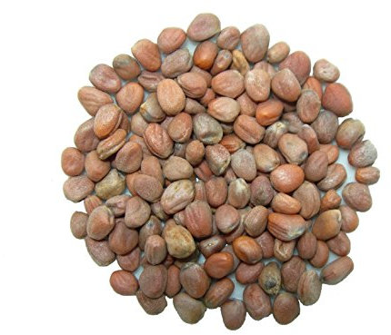 Radis Fourrager - 15 grammes - Raphanus Sativus (Engrais Vert) SEM05