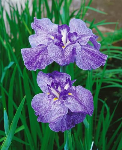 Iris ensata 'Amethyst' 11x11 cm Topf – Winterhart, Mehrjährig, Pflegeleicht – Japanische Sumpf-Schwertlilie – Teichpflanze für Teichrand & Sumpfbeet