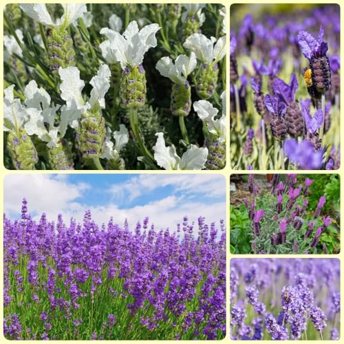 Semi di lavanda, regali per gli amanti del giardino Lavandula angustifolia - semi di d'appartamento decorazione del giardino di campo 500pcs