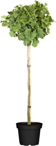 Ginkgo biloba 'Mariken' 80 cm Stammhöhe, 5L Container – Winterhart, Mehrjährig, Pflegeleicht – Fächerblattbaum – Ziergehölz für Kübel & Garten