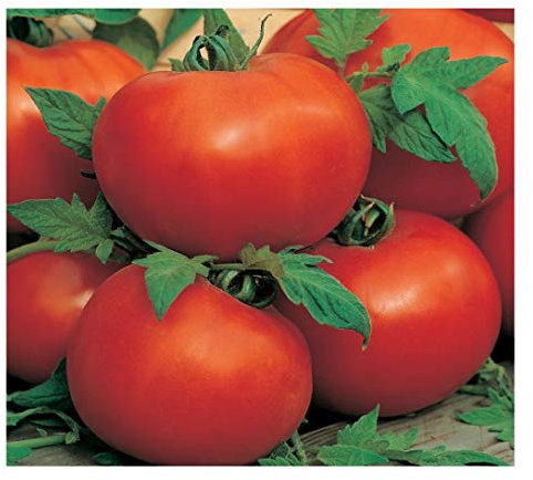 PREMIER SEEDS DIRECT Tomato - AILSA Craig - 75 Finest Seeds