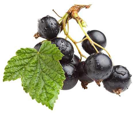 Schwarze Johannisbeere Ribes nigr. 'Titania' 30-35 cm – Ertragreiche & Robust Pflanze, Perfekt für Garten & Balkon, Aromatische Beeren für Marmelade, Säfte & Desserts