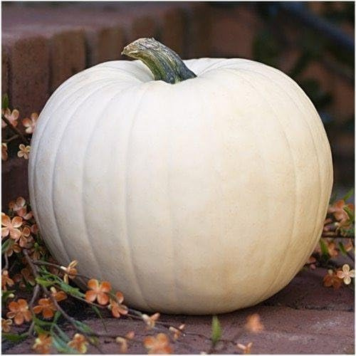 ZUCCA LUMINA BIANCO NR.15 SEMI