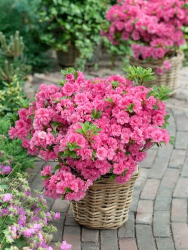 Rhododendron obtusum 'Anouk' 25-30 cm – Winterhart, Immergrün, Mehrjährig – Japanische Azalee – Zierstrauch für Beet & Kübel
