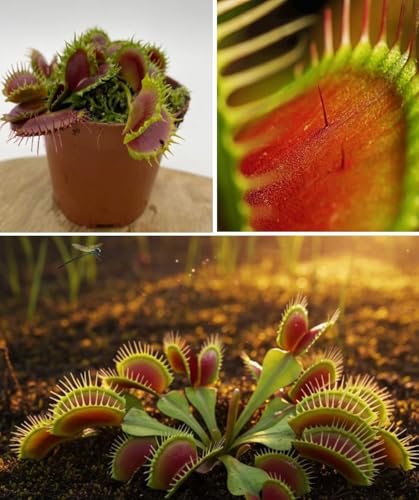Venus Fly Trap Seeds 20+ Dionaea Muscipula 2024 Harvest
