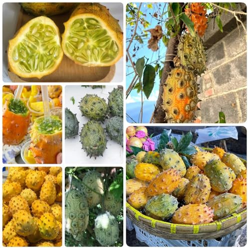 Semi di Kiwano, kiwano, Cucumis metuliferus, Gli da nani sono resistenti giardino di esotici balcone 500pcs
