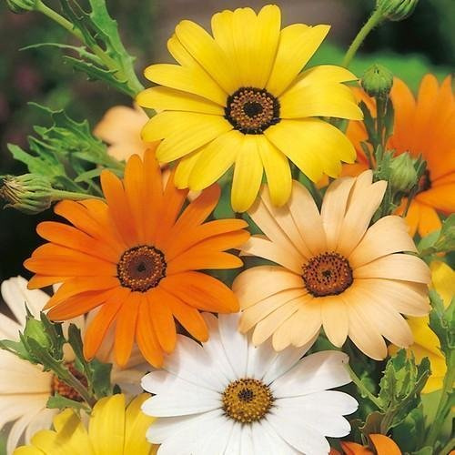 200 + Margherita africana MIX Seeds Bianco Arancione Giallo albicocca resistente alla siccità annuali