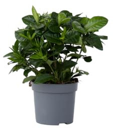 Plant in a Box - Gardenia Jasminoides - Jasmin du Cap Plante d'intérieur - Pot 13cm - Hauteur 20-30cm