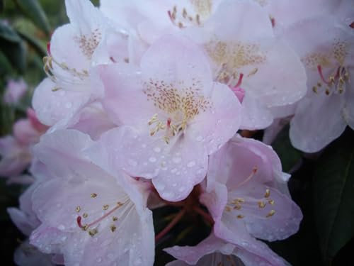 Rhododendron hyperythrum Hybride Malpelo - Großblumige Rhododendron - 30-40cm