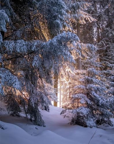 1000 Teile Puzzle für Erwachsene und Kinder ab 14 Jahren-Wälder, Nadelbäume, Winter 70x50cm