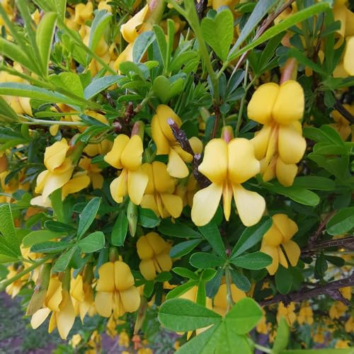 semillas de retama resistentes semillas de jardineros verano variedades antiguas con, resistentes silvestres balcón 450pcs