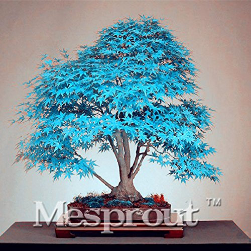 50pcs Purple Blue Ghost Japanese Maple Tree, (Acer Palatum),Bonsai Flower Seeds,Tree Seeds,Potted Plant for Home & Garden