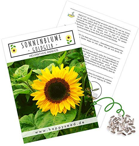 Farbenfrohe Sonnenblumen Samen mit hoher Keimrate - Blumensamen für einen bunten & bienenfreundlichen Garten (20 Korn Goldgelb)